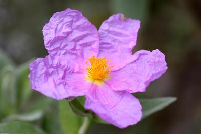 Cistus albidus